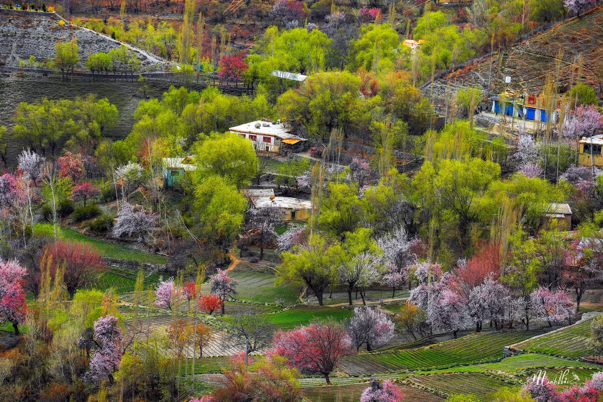 Bản làng Skardu đẹp thơ mộng, được bao phủ bởi rừng hoa mơ, hoa táo...
