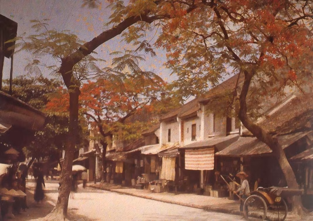 Những cây phượng nở hoa đỏ rực một góc phố Eue des Ferblamctiers (nay là phố Hàng Thiếc) ở Hà Nội.