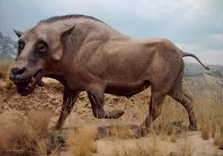 Vào năm 2012, một số người dân ở miền bắc Namibia cho biết đã nhìn thấy một quái thú "đầu chó, thân lợn". Quái vật này không giống với bất cứ sinh vật nào mà họ từng nhìn nhìn thấy trước đó.