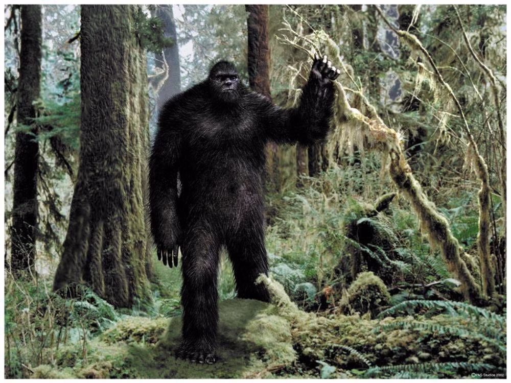 Quái thú Bigfoot được mô tả có cơ thể to lớn, mang hình hài nửa người nửa vượn, sống chủ yếu ở khu vực Tây Bắc Thái Bình Dương.