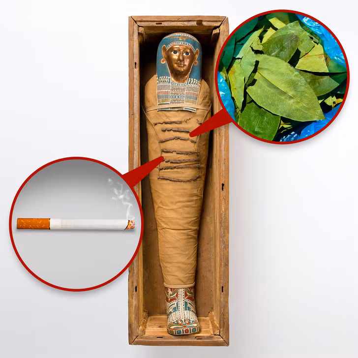 Kết quả kiểm tra cho thấy bên trong ruột Ramses Đại đế có dấu vết của thuốc lá, coca. Những thứ này được cho là có nguồn gốc từ lục địa Mỹ. Phát hiện này cho thấy người Ai Cập thời cổ đại đã có mối liên hệ với khu vực trên từ khá sớm.