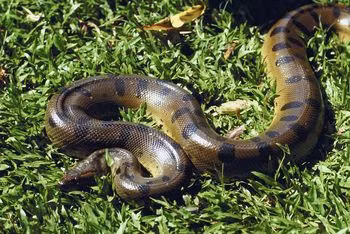 Cụ thể, một giả thuyết cho rằng tên của loài trăn Anaconda bắt nguồn từ chữ “henakanday” trong thổ ngữ Sinhalese của Sri Lanka có nghĩa là “rắn thần sấm”.