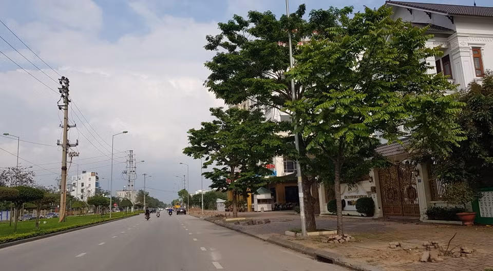 Hơn nữa, những cây cũ bị thay thế mới chỉ có tuổi đời vài năm. 