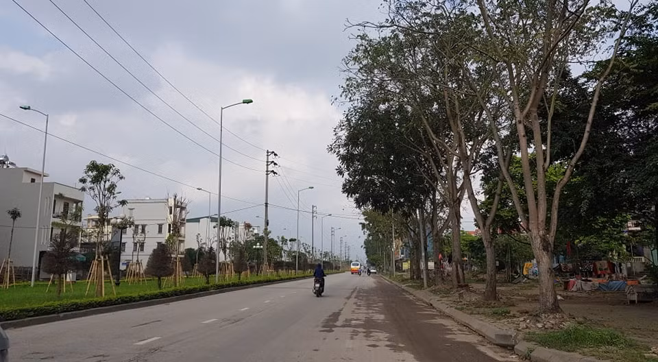 Đại diện Ban Quản lý dự án đầu tư xây dựng cơ bản TP Hải Dương khi trao đổi với PV báo Tri thức và Cuộc sống cho biết, tuyến đường Trường Chinh có 719 cây thuộc 29 chủng loại cây khác nhau nhưng nhiều chủng loại cây không nằm trong mục cây xanh đô thị, đa số các cây do người dân trồng tự phát. 