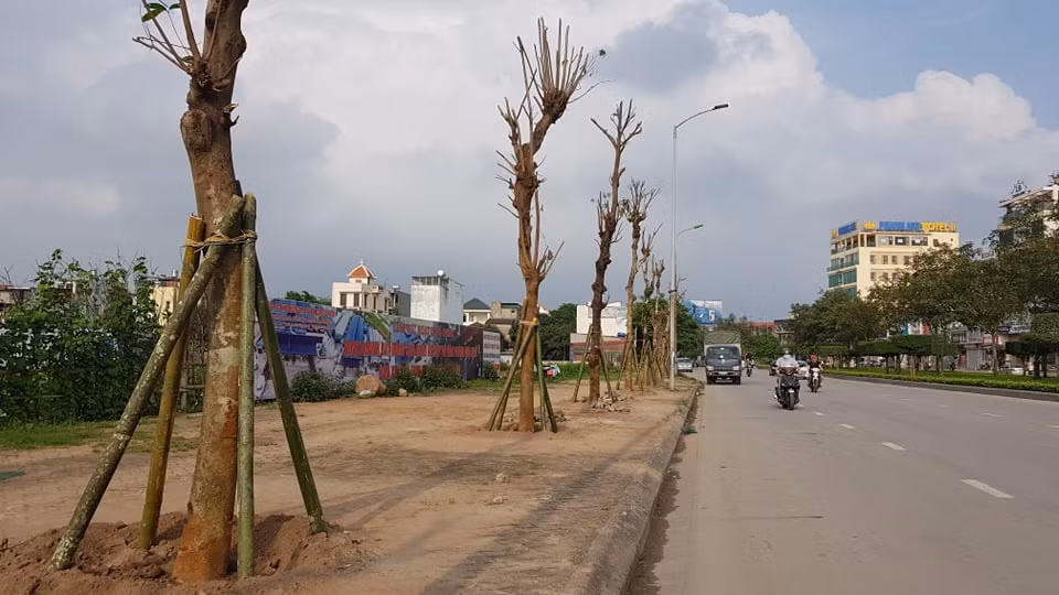 Trong khi những cây mới trồng trơ trọi, chưa thể có tán để phủ bóng.