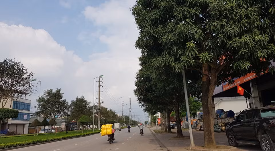 Tuyến phố chính mà tồn tại nhiều chủng loại cây ảnh hưởng đến cảnh quan của thành phố. Do đó, thành phố có chủ trương thay thế các loại cây này bằng một chủng loại cây.