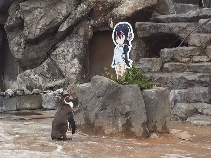 Mỗi ngày, chim cánh cụt Grape-kun đều ngẩn ngơ ngắm nhìn chằm chằm "nàng" cánh cụt trên tấm bìa các tông mỗi ngày.