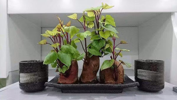 Bỏ khoai lang mọc mầm vào cốc thủy tinh, sau 1 tuần điều kỳ diệu xảy ra - Hình 3 Bo khoai lang moc mam vao coc thuy tinh, sau 1 tuan dieu ky dieu xay ra-Hinh-3