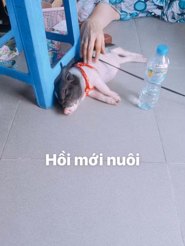 Háo hức mua heo “mini” về làm thú cưng, một năm sau “ngã ngửa”... Hao huc mua heo “mini” ve lam thu cung, mot nam sau “nga ngua”...