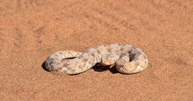 Nọc độc của Sidewinder tuy không gây tử vong cho con người nhưng có thể gây ra những tổn thương nghiêm trọng, bao gồm sưng tấy, đau đớn, hoại tử và thậm chí là mất chi. Nọc độc của nó chứa các chất phá hủy tế bào và ảnh hưởng đến hệ thống đông máu, khiến vết cắn có thể dẫn đến các biến chứng nguy hiểm nếu không được điều trị kịp thời.