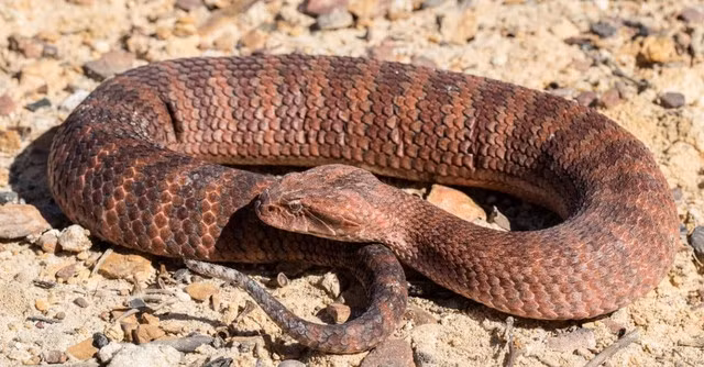 Kích thước tuy khiêm tốn, chỉ dài từ 60cm đến 1 mét, nhưng Death Adder sở hữu nọc độc thần kinh cực mạnh, chỉ trong một phần mười giây, loài rắn này đã có thể tiêm nọc độc và đưa hàm của chúng về vị trí tấn công chủ động. Và hơn một nửa số vụ tấn công bằng nọc độc của chúng vào con người sẽ dẫn đến tử vong nếu không được điều trị. 