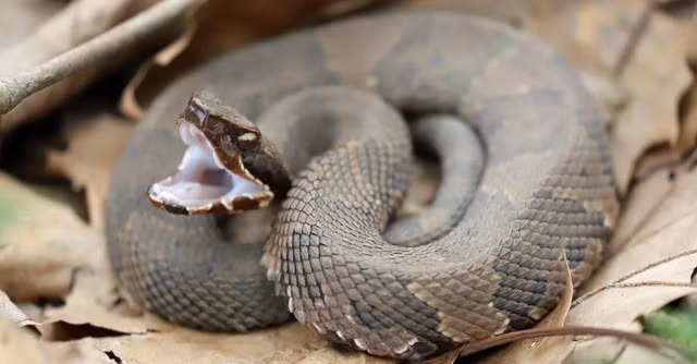 Nọc độc của Cottonmouth tuy không gây tử vong cho con người nhưng có thể gây ra những tổn thương nghiêm trọng, bao gồm sưng tấy, đau đớn, hoại tử và thậm chí là mất chi. Nọc độc của nó chứa các chất phá hủy tế bào và ảnh hưởng đến hệ thống đông máu, khiến vết cắn có thể dẫn đến các biến chứng nguy hiểm nếu không được điều trị kịp thời.