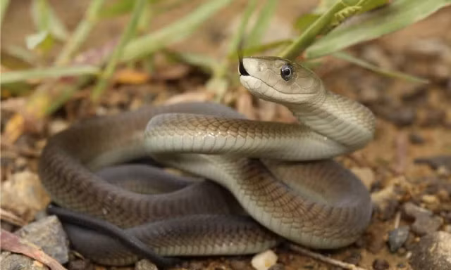 Nọc độc của Mamba đen là một vũ khí lợi hại, chứa các độc tố thần kinh có thể gây tê liệt cơ và dẫn đến tử vong chỉ trong vòng 20 phút nếu không được điều trị kịp thời. Một cú cắn của Mamba đen có thể tiêm đủ nọc độc để giết chết 10 người trưởng thành.