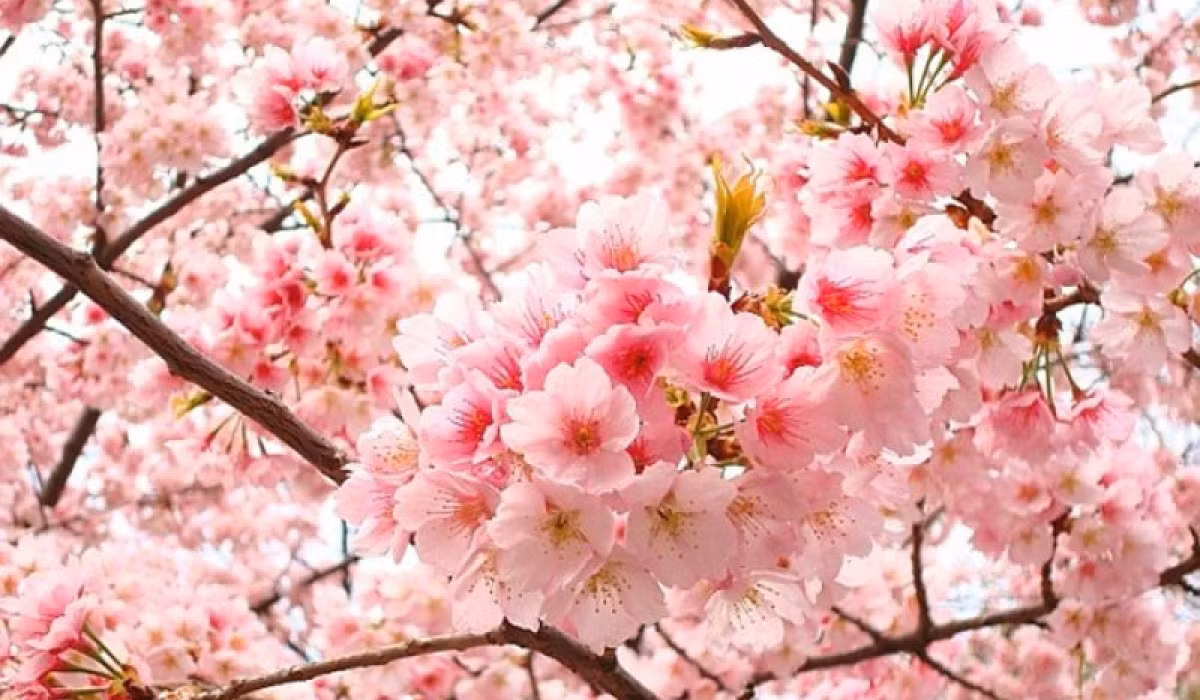 Những người này thường không được sinh ra trong gia đình ấm no sung túc nhưng lại luôn có quý nhân phù trợ, từ sự nghiệp, nhân duyên đến tài vận đều gặp nhiều may mắn. Bước vào một giai đoạn nhất định, cuộc sống của họ sẽ bước lên tầm cao mới, tình tiền viên mãn, sự nghiệp cũng thăng hoa bất ngờ.