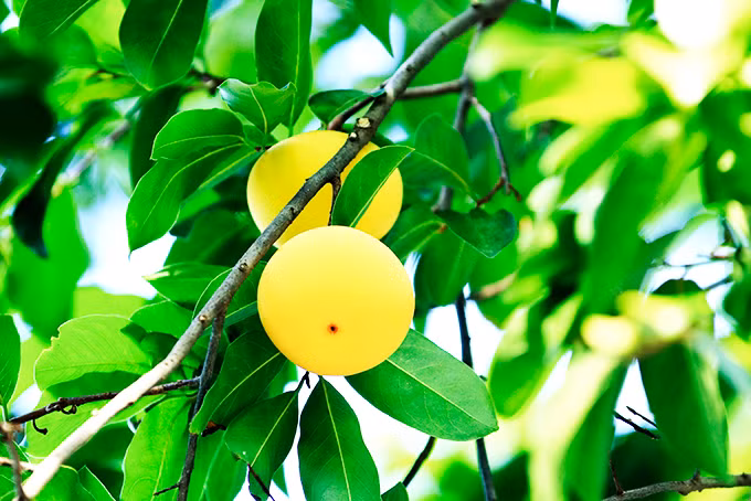 Ngày trước khó khăn thế nào không biết nhưng từ cuối tháng 7 Âm lịch này trở đi, từ sự nghiệp, nhân duyên đến tài vận mỗi ngày đều có sự phát triển rõ rệt. Cuối năm 2021 tới đây, những người sinh vào tháng này hãy chuẩn bị tinh thần để đón nhận cơ hội hoàng kim, có thể giúp họ đổi đời và tận hưởng cuộc sống thập toàn thập mỹ.
