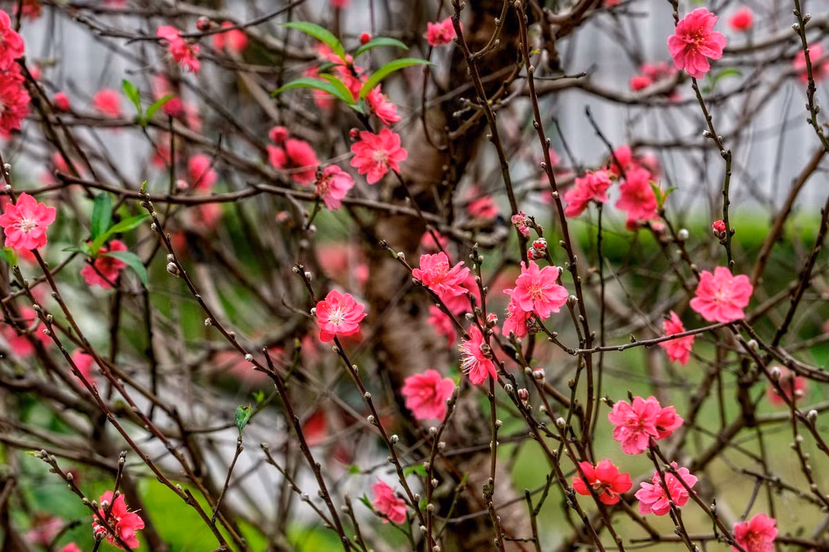 Hoa đào bích Hà Nội, một biểu tượng của ngày Tết Việt. Ảnh: Christer Westerlund - 500px.com