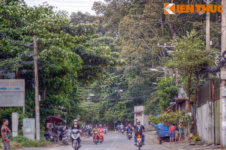 “Khu rung” tuyet dep trong ngoi chua o Sai Gon
