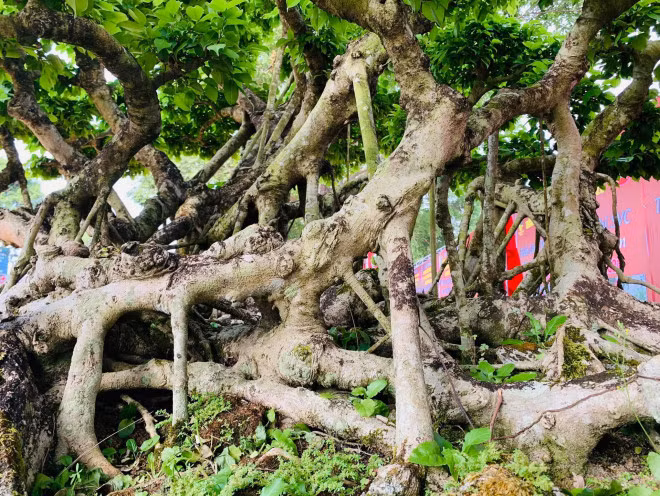 Nguoi dan ong coi cay canh nhu tri ky, khach tra gia nao cung khong ban-Hinh-5