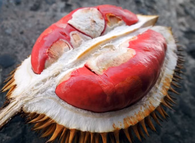 Các loại hoa quả độc lạ không chỉ được ưa chuộng để chơi Tết mà cũng được các bà nội trợ ưu tiên chọn lựa để cúng rằm tháng giêng với hi vọng mang may mắn tới ngày đầu năm.