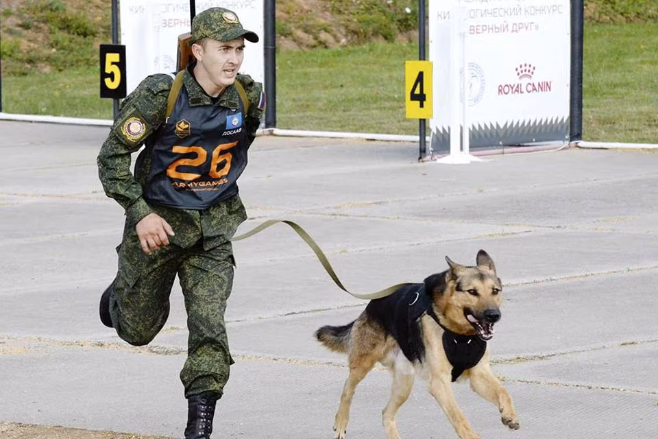 Phần thi dành cho các thí sinh đặc biệt này trong cuộc thi Army Game 2017 bao gồm 4 mục. Mỗi đội tham dự sẽ được mang theo tối đa 5 cặp chó nghiệp vụ trong đó có 4 cặp tham dự thi chính, một cặp dự bị. Ngoài ra mỗi đội còn có tối đa 3 nhân sự thực hiện nhiệm vụ hậu cần cho những chú chó bao gồm chuẩn bị đồ ăn, sơ cấp cứu, tắm rửa,... Nguồn ảnh: Armygame2017.