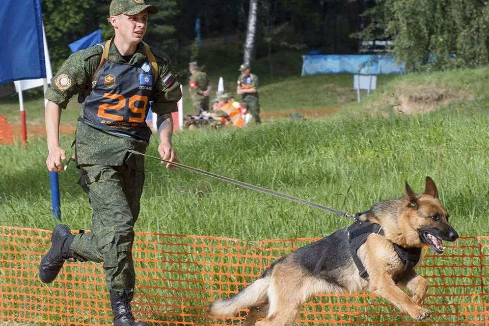 Giống với nhiều phần thi khác tại Hội thao Quân sự Army Game 2017 năm nay, kết quả chung cuộc sẽ được tính bằng thời gian, trong cuộc đua, nếu những chú chó này phạm luật, tổng thời gian sẽ bị phạt cộng thêm giờ. Nguồn ảnh: Armygame2017.