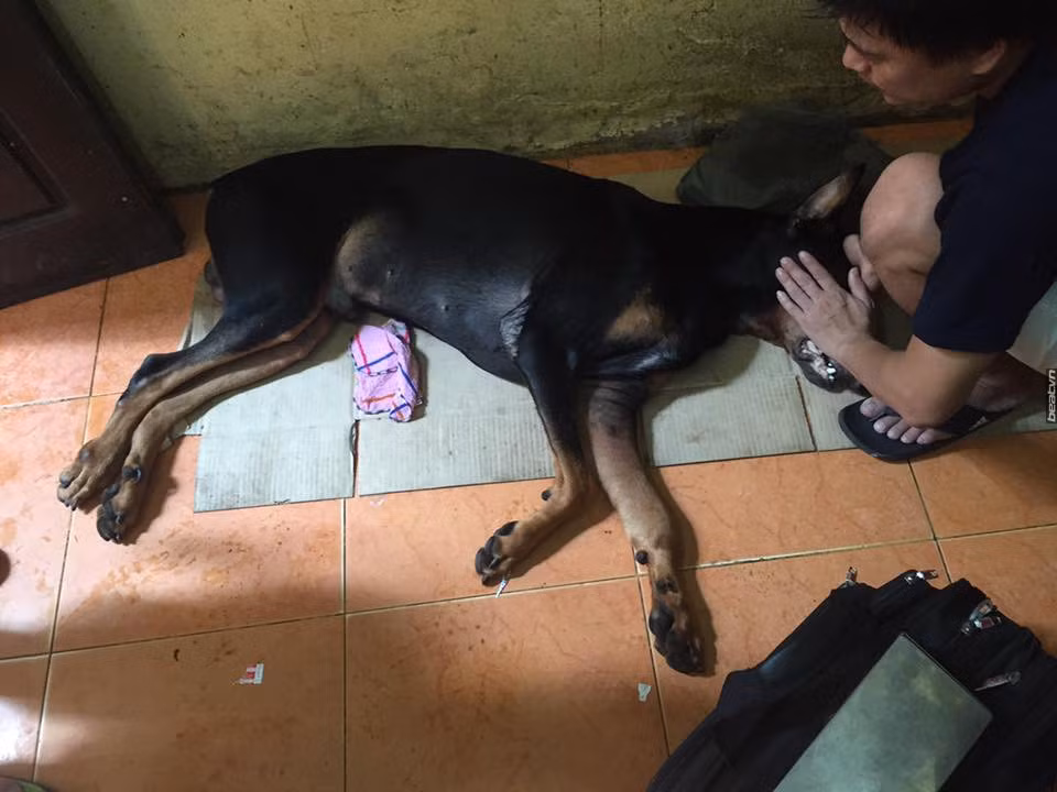 Vài ngày qua, tình hình sức khỏe của chú chó Doberman bị đâm trên phố Nguyễn Chí Thanh vài ngày trước được đông đảo cư dân mạng và những người yêu quý chó và động vật rất quan tâm. Bị đâm 2 nhát chí tử vào cổ họng, nhưng Jin (tên chú chó bị đâm) đã được đưa đi cứu chữa kịp thời nên không mất mạng trong thời điểm nguy hiểm nhất. Người trực tiếp xử lý vết thương, cứu Jin thoát khỏi nguy kịch là anh Tùng Đinh đã thường xuyên cập nhật tình hình của chú chó đáng thương vài ngày qua để dân tình, những người quan tâm tiện theo dõi.