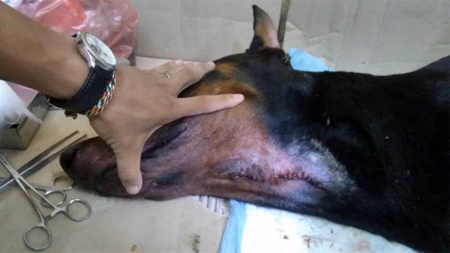 Do bị rách cổ họng nên hiện tại trong vài ngày tới, chú chó Doberman sẽ không thể ăn uống. Vì thế, anh T.Đ cho truyền nước 2 lần mỗi ngày, dùng kháng sinh, kháng viêm liều cao chống nhiễm trùng, thuốc bổ để tăng sức đề kháng. Dù vết thương rất nặng nhưng bằng nỗ lực của rất nhiều người, hiện tại chú chó đã qua cơn nguy kịch, tuy nhiên vẫn phải quan tâm sát sao và cần nhiều thời gian để bình phục hoàn toàn, có thể ăn uống trở lại.