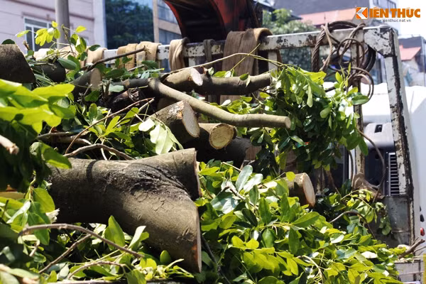 Các cành cây xanh lớn cắt ra thành những khúc ngắn và nhanh chóng được đưa lên xe chuyển đi chỗ khác.