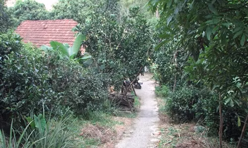 Lang Son: Nghich tu ngao da dam cha me thuong vong