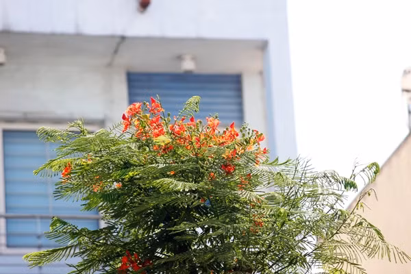 Những cánh phượng khoe sắc dưới ánh nắng mặt trời.