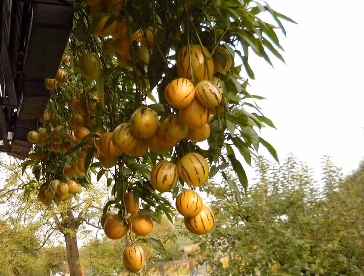  Quả dưa hấu Pepino là giống quả lai giữa dưa hấu và quả lê, có vị ngọt dịu.