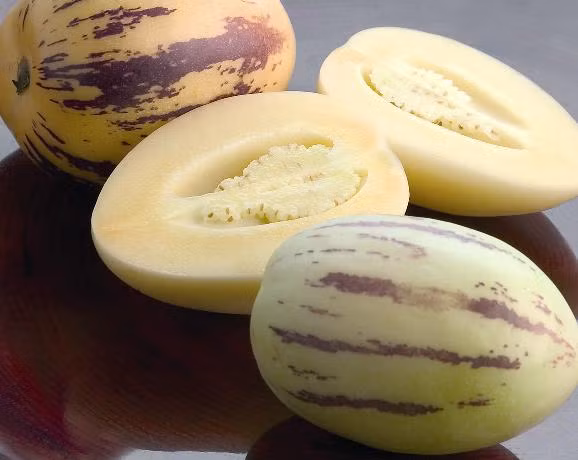 Được trồng phổ biến khắp vùng đất bản địa ở Nam Mỹ, dưa Pepino đem lại nguồn thu nhập không nhỏ cho các chủ vườn.