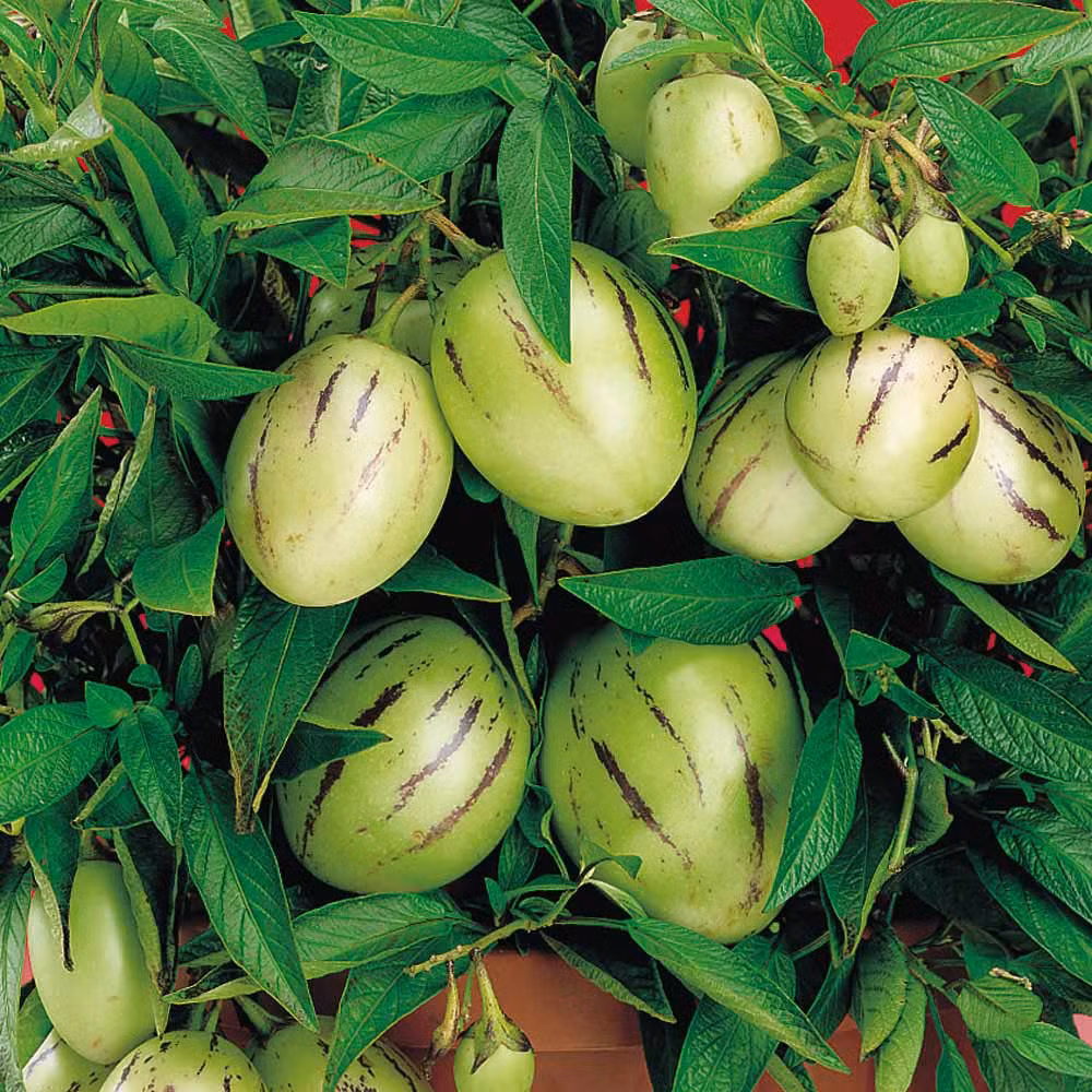 Dưa này có thời gian sinh trưởng và cho thu hoạch quả khá ngắn trong vòng 4-6 tháng. Điều này giúp người nông dân có thể trồng được 2 vụ trong một năm.