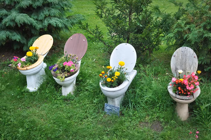 Những chiếc bồn cầu cũ biến thành chậu trồng hoa lý tưởng.