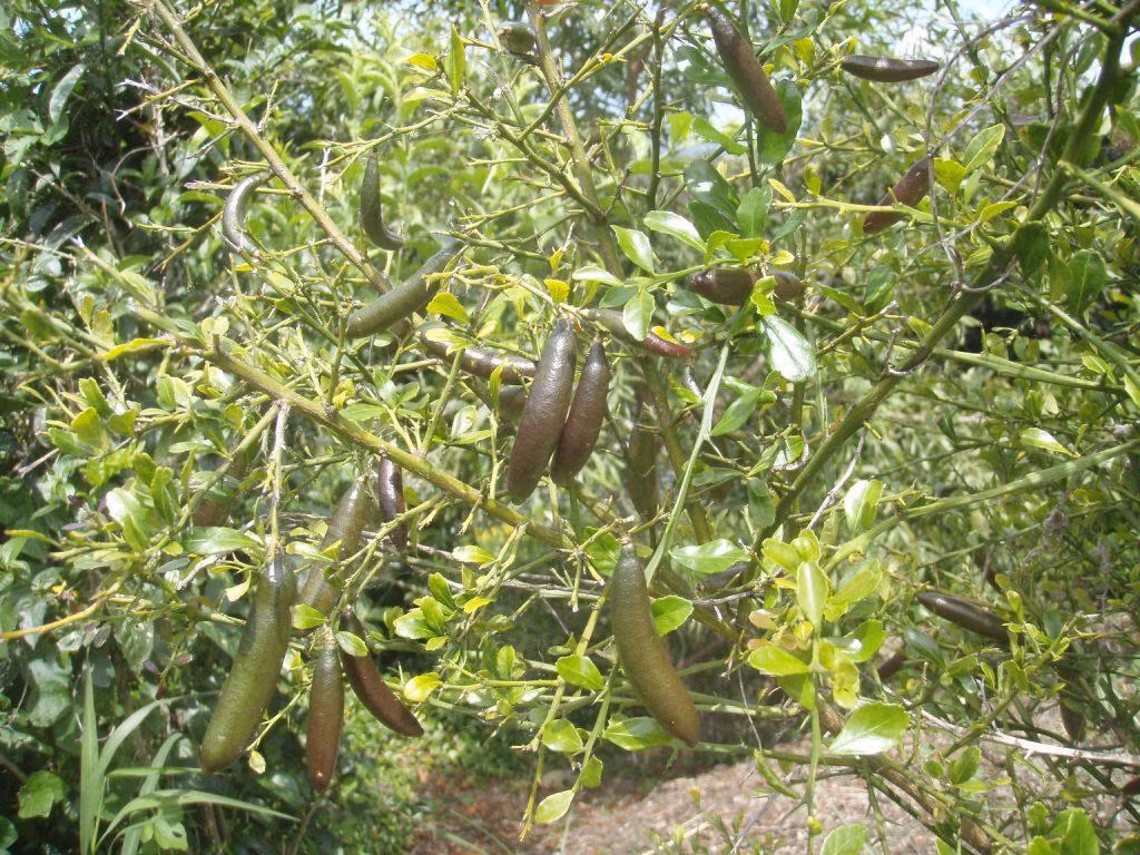 Chanh ngón tay ra hoa quanh năm, hoa nhỏ, màu trắng. Trái chanh nhìn giống như ngón tay, dài khoảng 10cm, đường kính 3cm, da mỏng và rất bóng do chất dầu tiết ra.