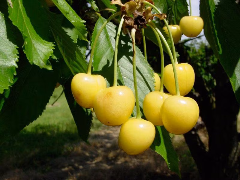 Giá của cherry vàng cao gấp đôi so với cherry đỏ thông thường.