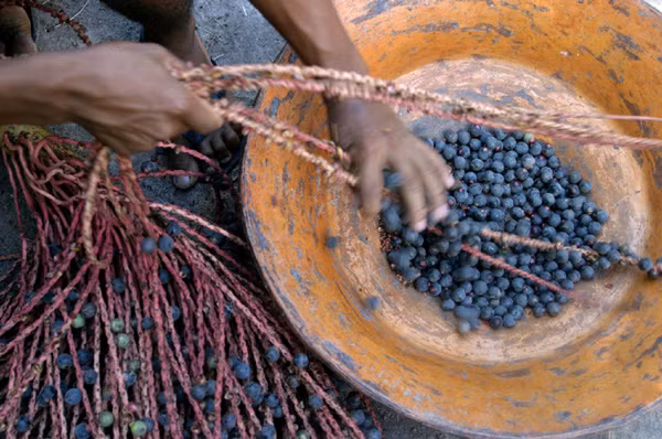 Một thời, acai chỉ được mua bán loanh quanh trong vùng bởi trái cây này rất dễ hỏng và quả tươi phải được xử lý trong vòng 24 giờ sau thu hoạch.
