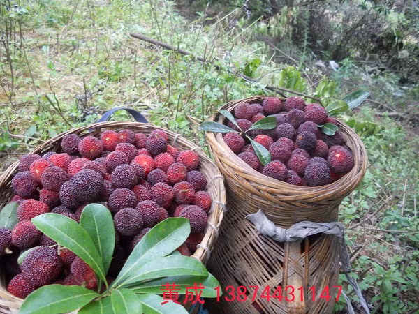 Trong đông y, thanh mai được sử dụng như một loại thuốc với tác dụng chữa kiết lị, đại tiện ra máu, ho. Ngoài ra, nó có thể loại bỏ các độc tố, chống lão hóa, hỗ trợ tiêu hóa và có tác dụng giảm cân...