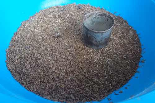 Sâu con dành cho các loại chim nhỏ, rất được ưa chuộng và được bán đong theo lon.