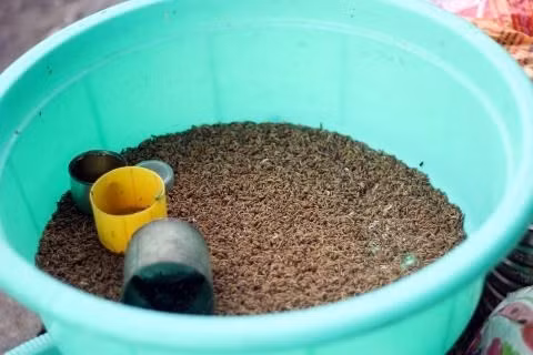 Những loại mồi như rết, dế, cào cào có giá dao động từ 12-15k/bịch nhưng chỉ được dưới chục con.
