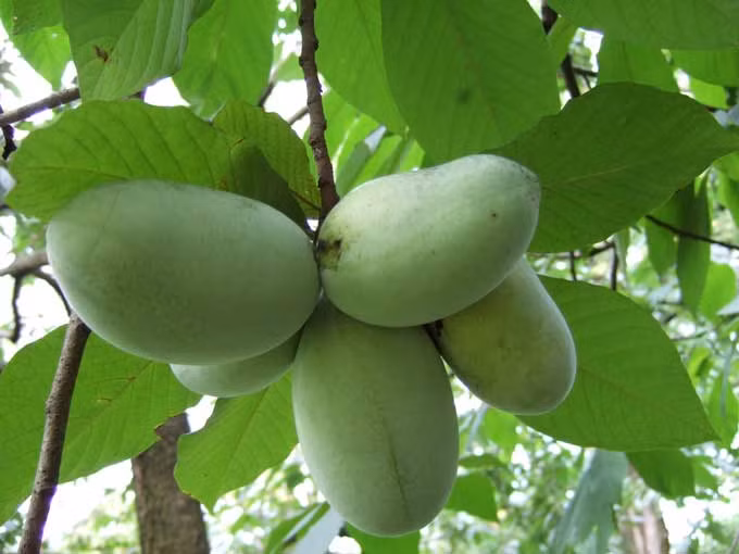 Paw Paw có vị khá giống chuối, nhưng quả ngắn hơn và có mùi thơm hơn chuối thường khi chín.