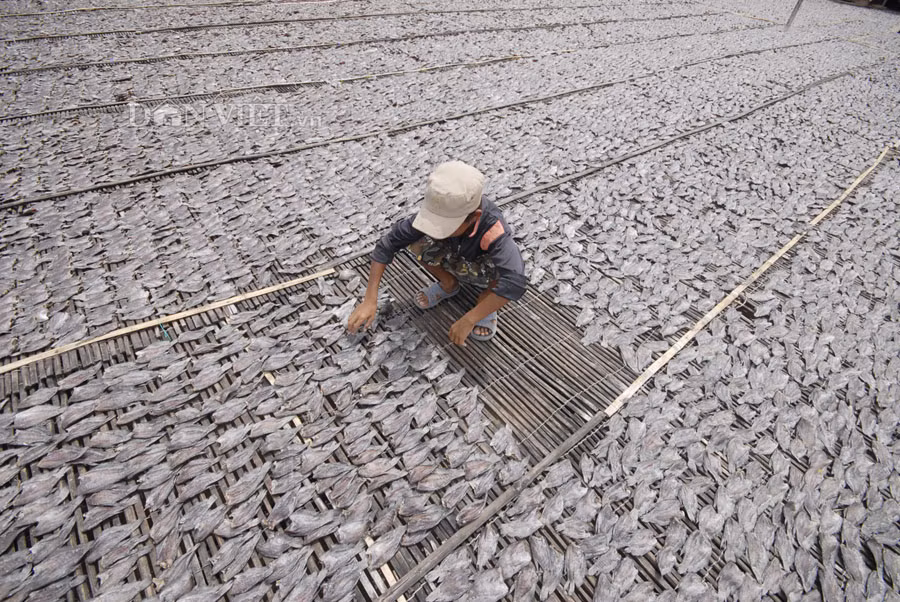 Đặc biệt là năm nay khi lượng cá thương phẩm giảm, bà con làm khô có phần tăng hơn. Tuy nhiên hiện nay 1kg khô cá sặc bổi có giá từ 180.000 - 200.000 đồng/kg.