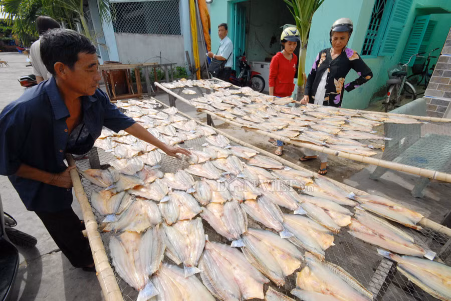 Cá dứa (là họ với cá tra) là cá thiên nhiên. Mấy năm gần đây cá này làm khô được nhiều người ưa chuộng.