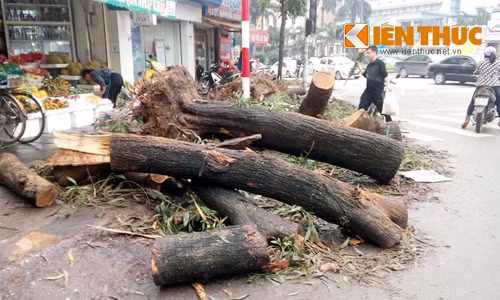 Chat cay xanh HN: Khi dan khong duoc hoi, duoc ban