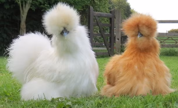 Gà lông xù Silkie có xuất xứ Trung Quốc và được đưa đến châu Âu khoảng 200 năm trước.