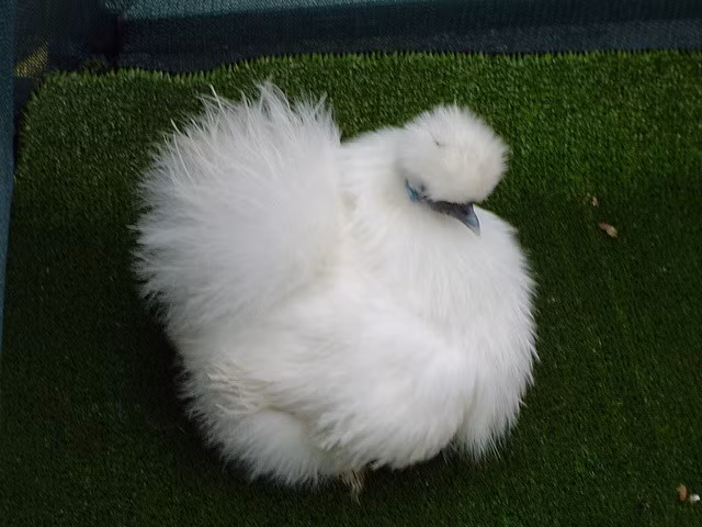 Gà Silkie được các nhà động vật học ví von là loài lai giữa gà và thỏ, với bộ lông mang đủ màu sắc.