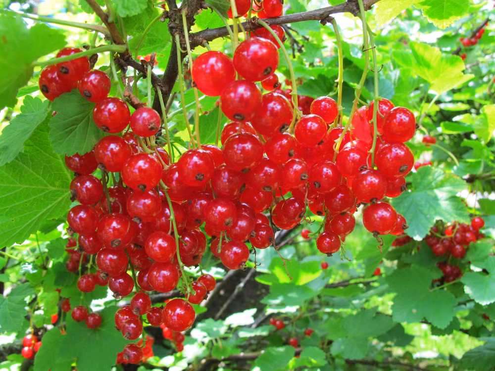  Quả mọng Red currant có nguồn gốc ở phần phía tây châu Âu (Bỉ, Anh, Pháp, Na Uy, Thụy Điển, Đức, Hà Lan, miền Bắc nước Ý, phía Bắc Tây Ban Nha, Bồ Đào Nha và Ba Lan).