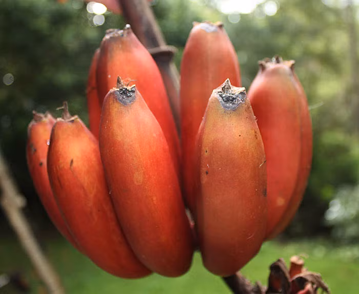 Những nải chuối căng mọng, chín ngọt được nhiều người tiêu dùng ưa chuộng.