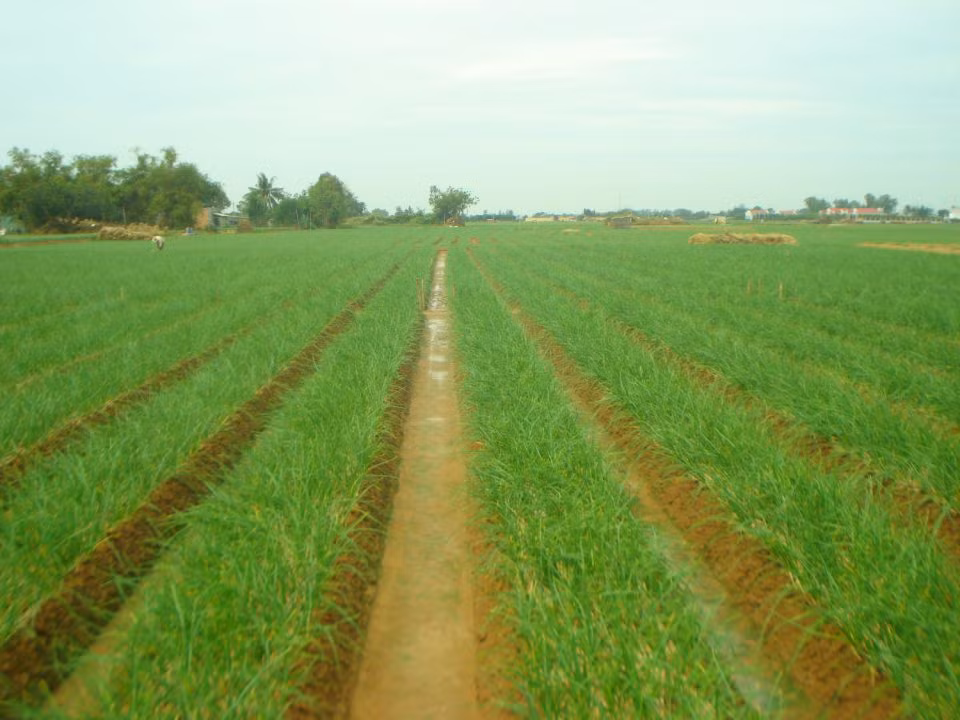 Những năm gần đây, bệnh trên cây hành tăng cao khiến năng suất giảm, giá cả bấp bênh khiến cuộc sống của người trồng hành lao đao.