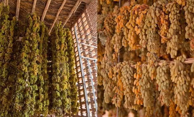 Những chùm nho khô dần dần sẽ chuyển màu từ xanh sang ngả vàng.